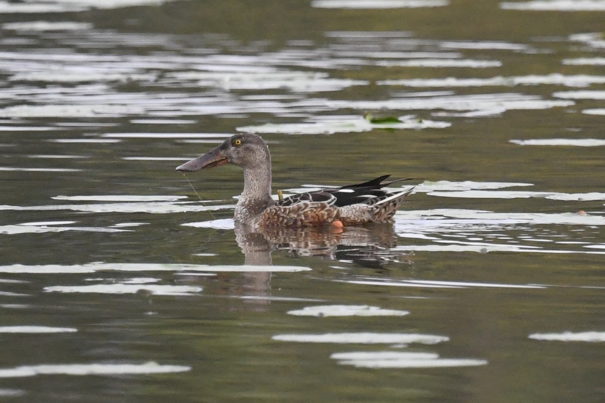 lžičák pestrý - ML642863820