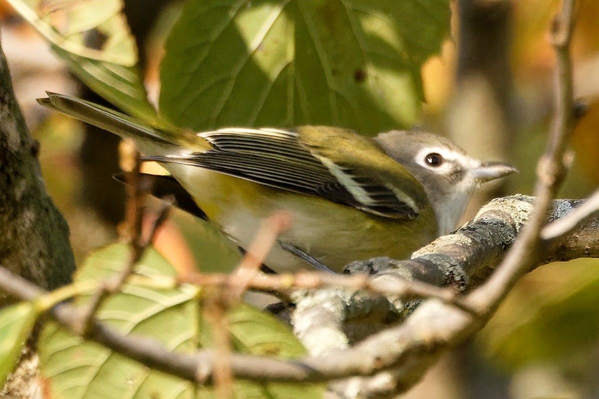 Blue-headed Vireo - ML642863822