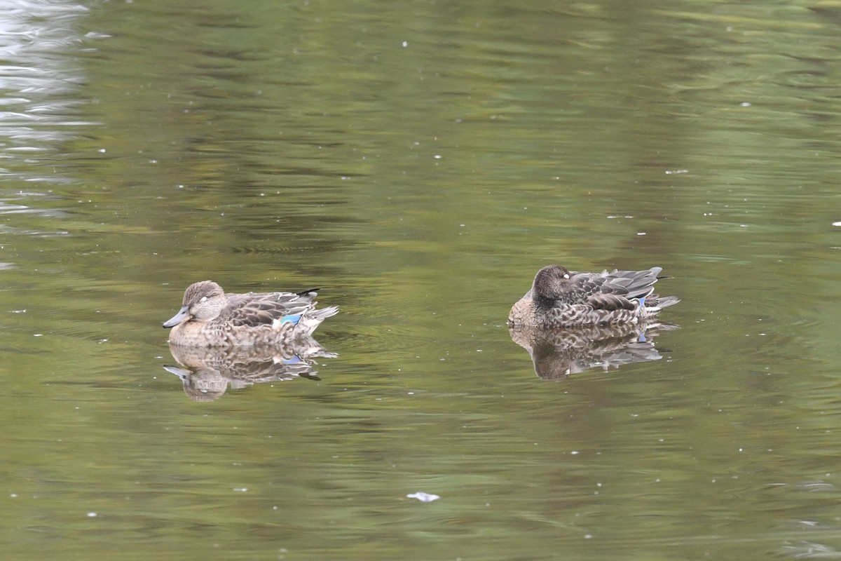 čírka obecná - ML642863827