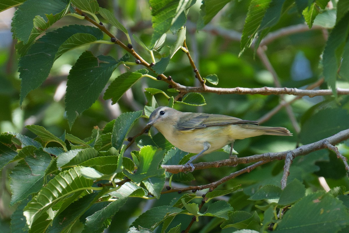 Warbling Vireo - ML642863833