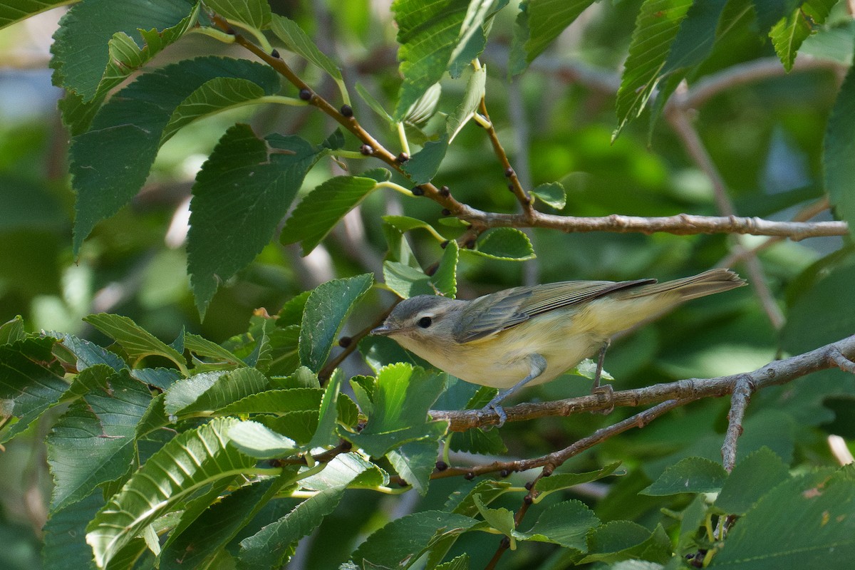 Warbling Vireo - ML642863834