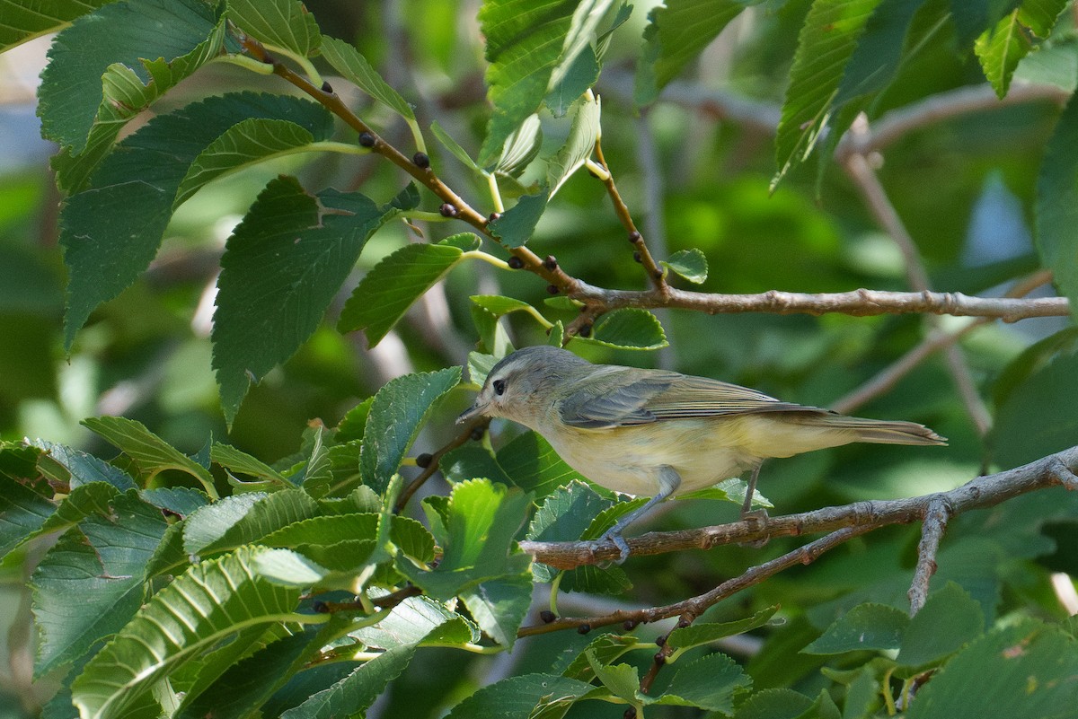 Warbling Vireo - ML642863836