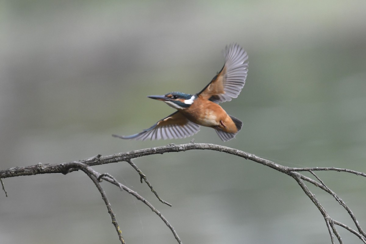 Martin-pêcheur d'Europe - ML642863847