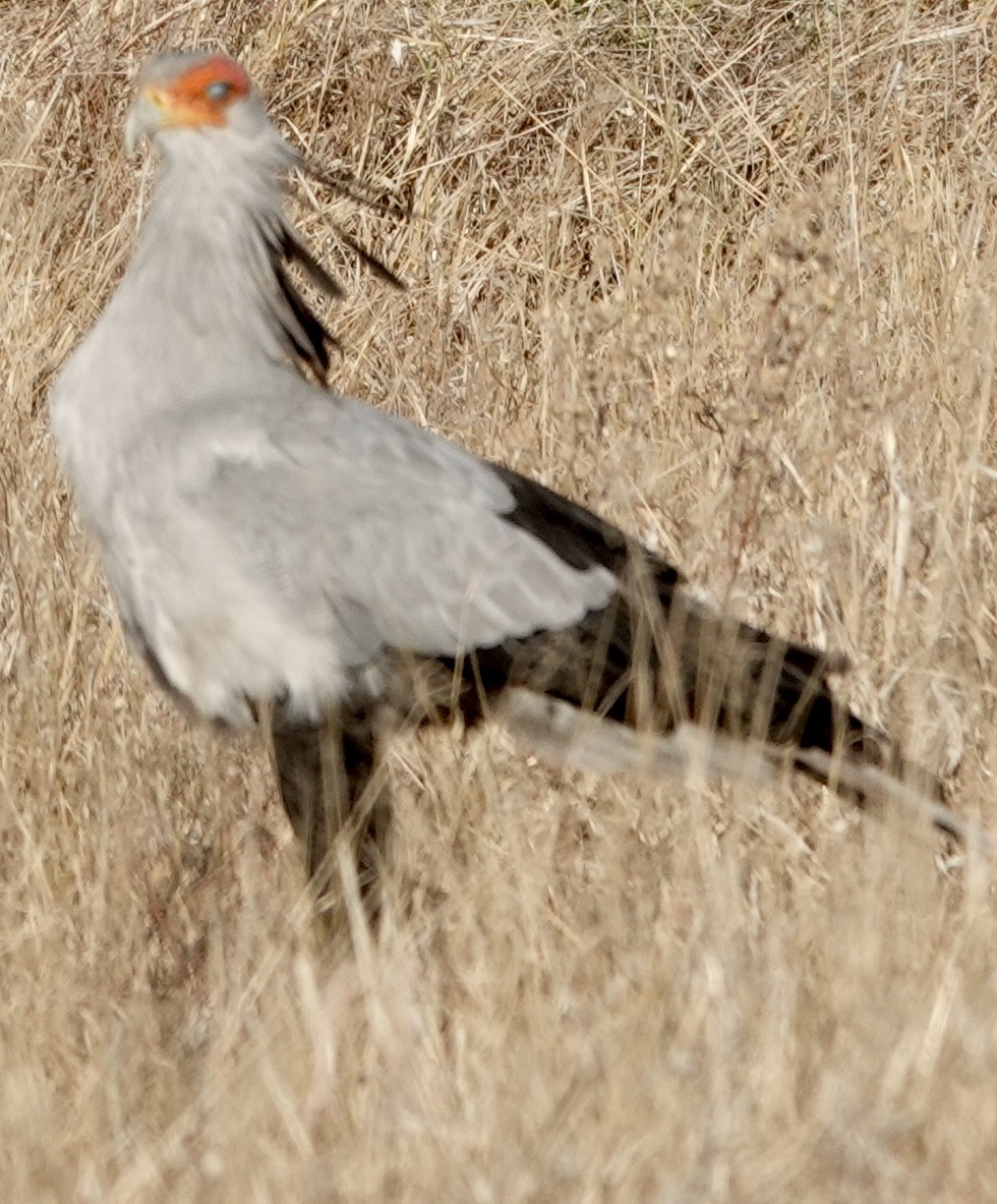 Secretarybird - ML642863848
