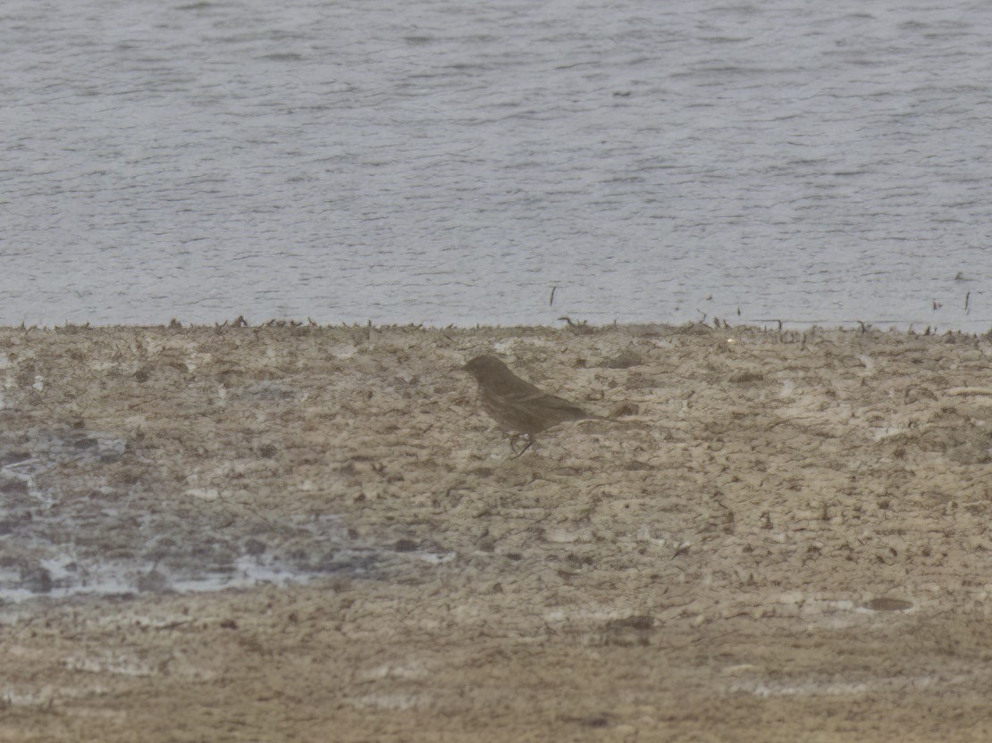 Rock Pipit - ML642863849