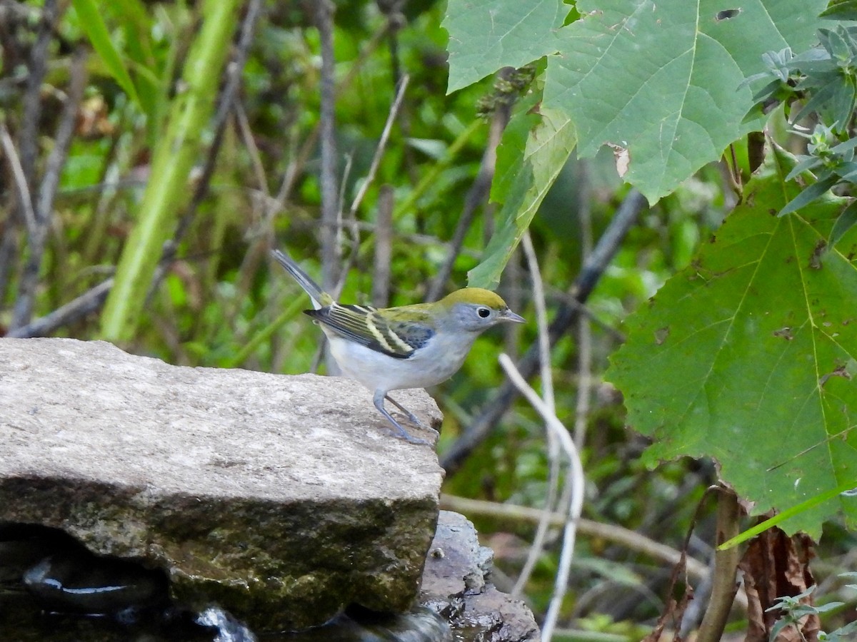 Chestnut-sided Warbler - ML642863854