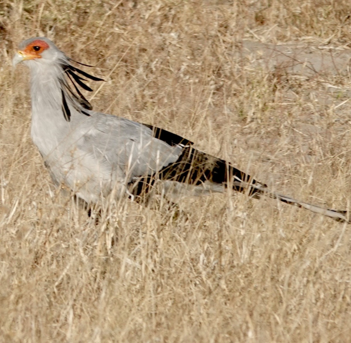 Secretarybird - ML642863857