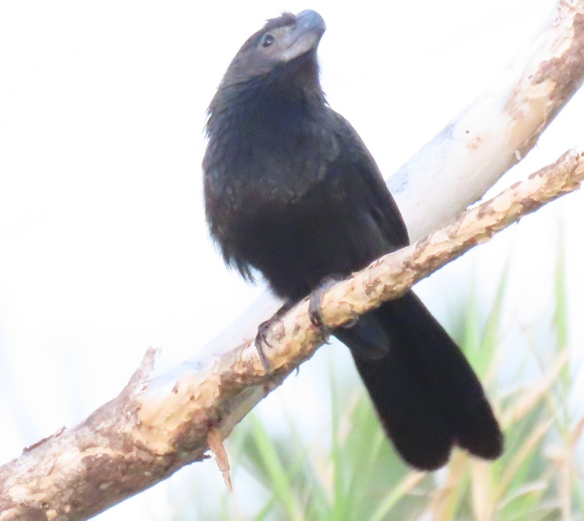 Groove-billed Ani - ML642863861