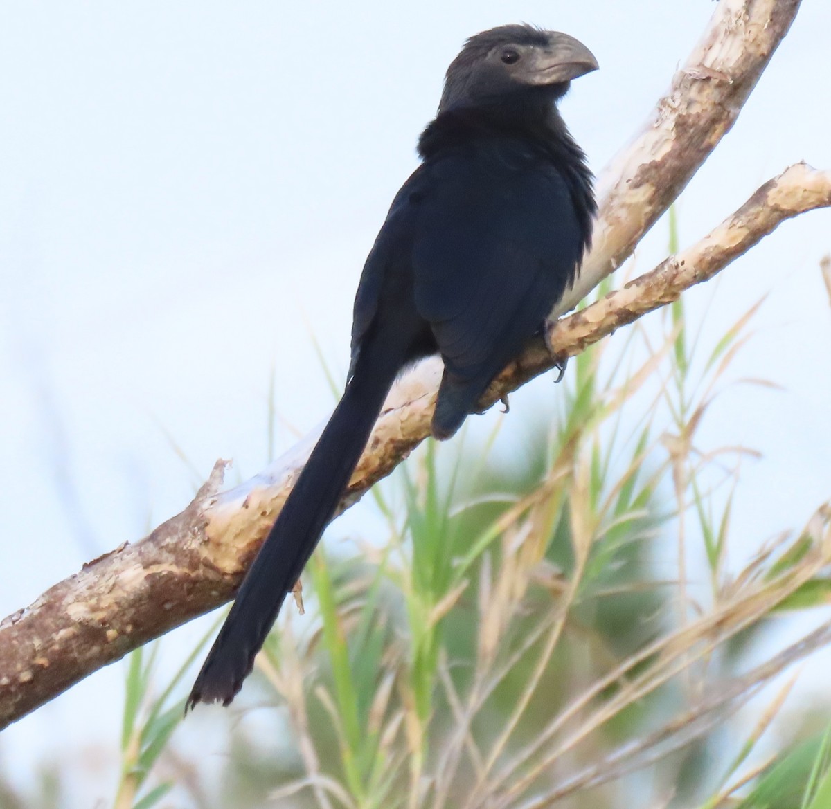 Groove-billed Ani - ML642863862