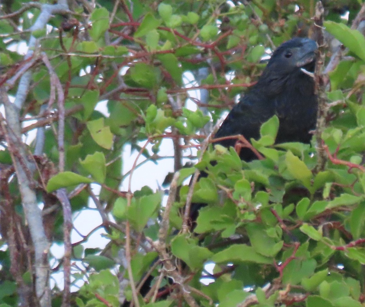 Groove-billed Ani - ML642863863
