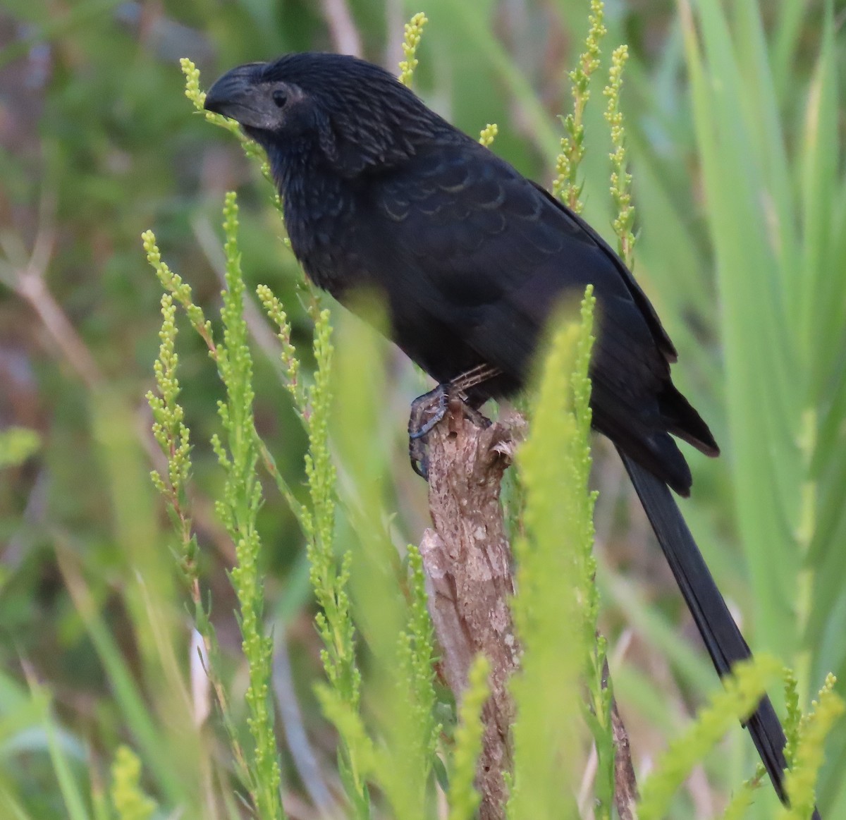 Groove-billed Ani - ML642863864