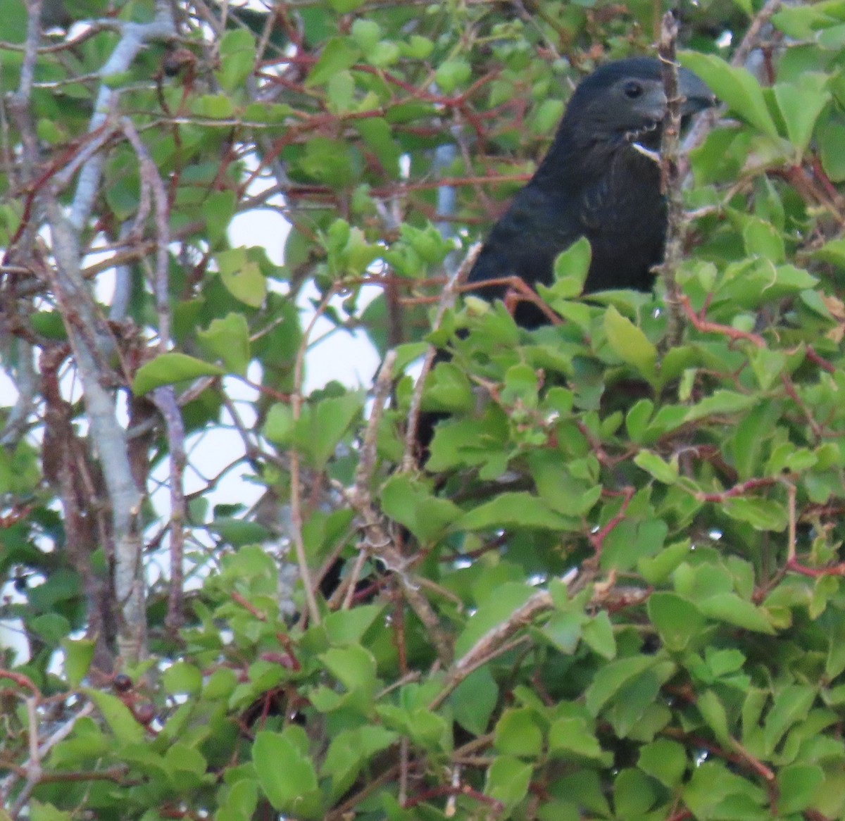 Groove-billed Ani - ML642863865