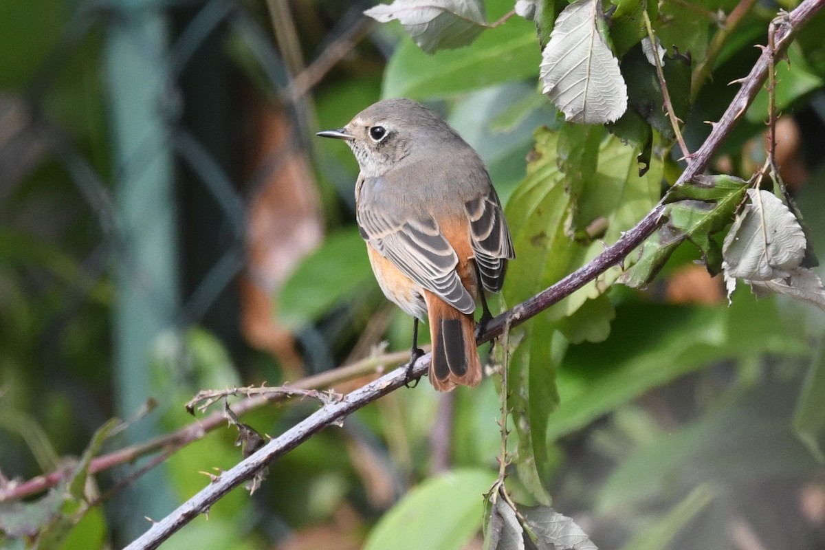 rehek zahradní - ML642863868