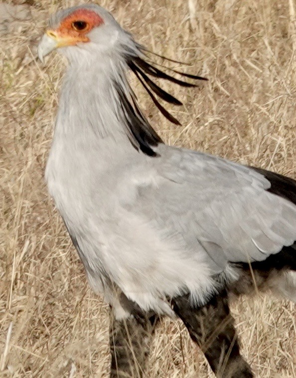 Secretarybird - ML642863872