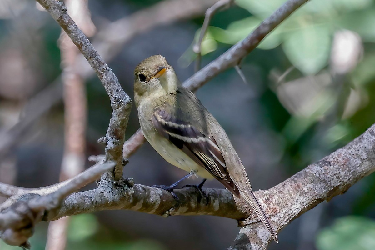 Yellow-bellied Flycatcher - ML642863875