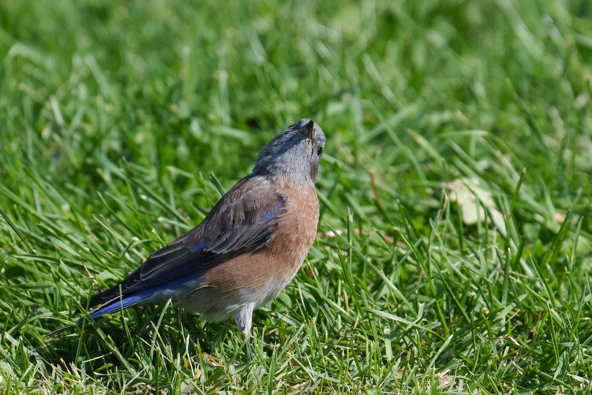 Western Bluebird - ML642863876