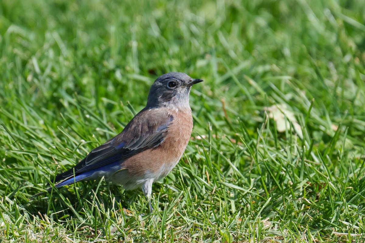Western Bluebird - ML642863877