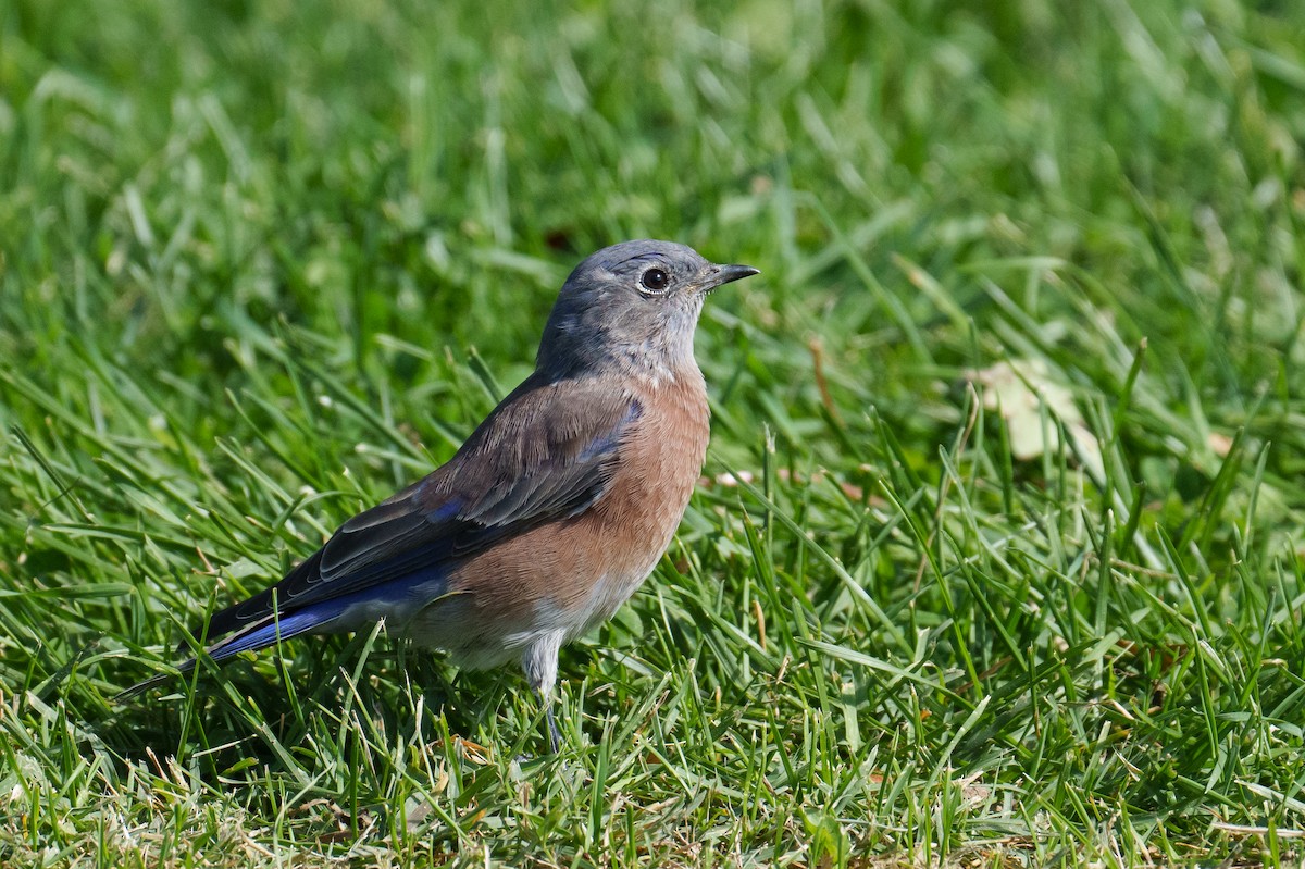 Western Bluebird - ML642863878