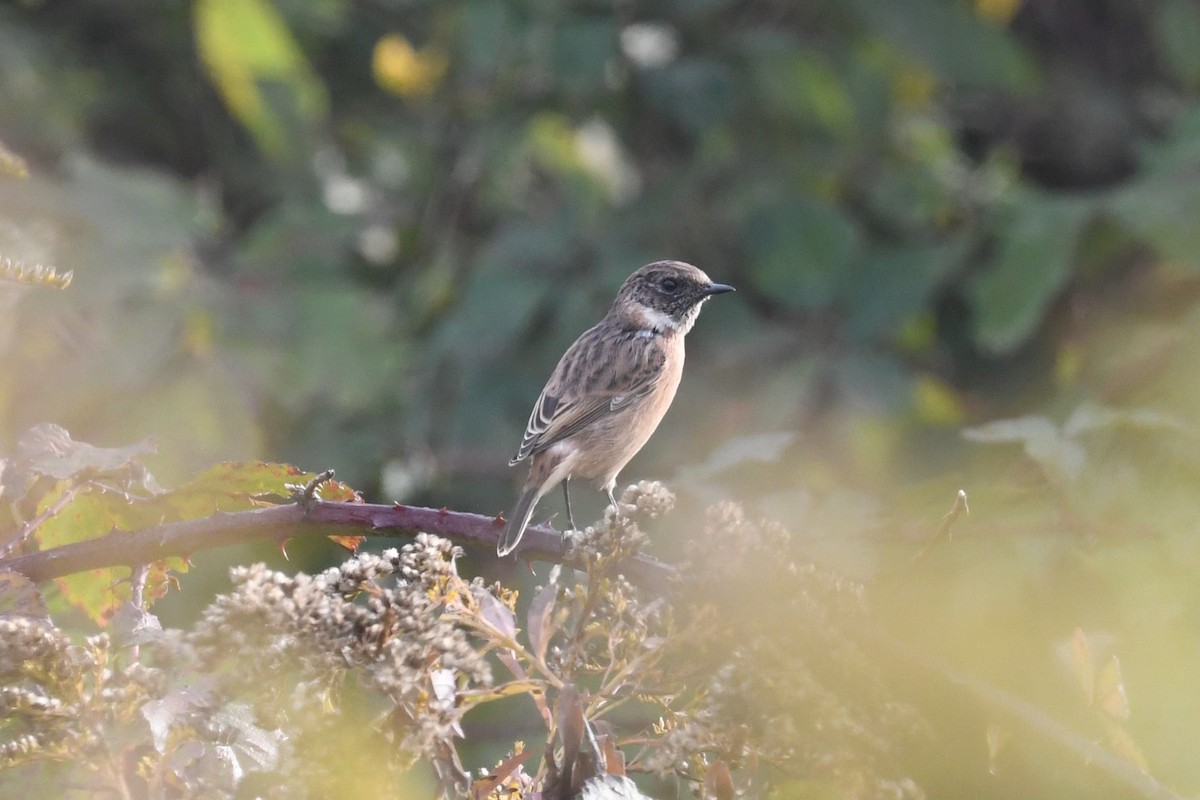 European Stonechat - ML642863879