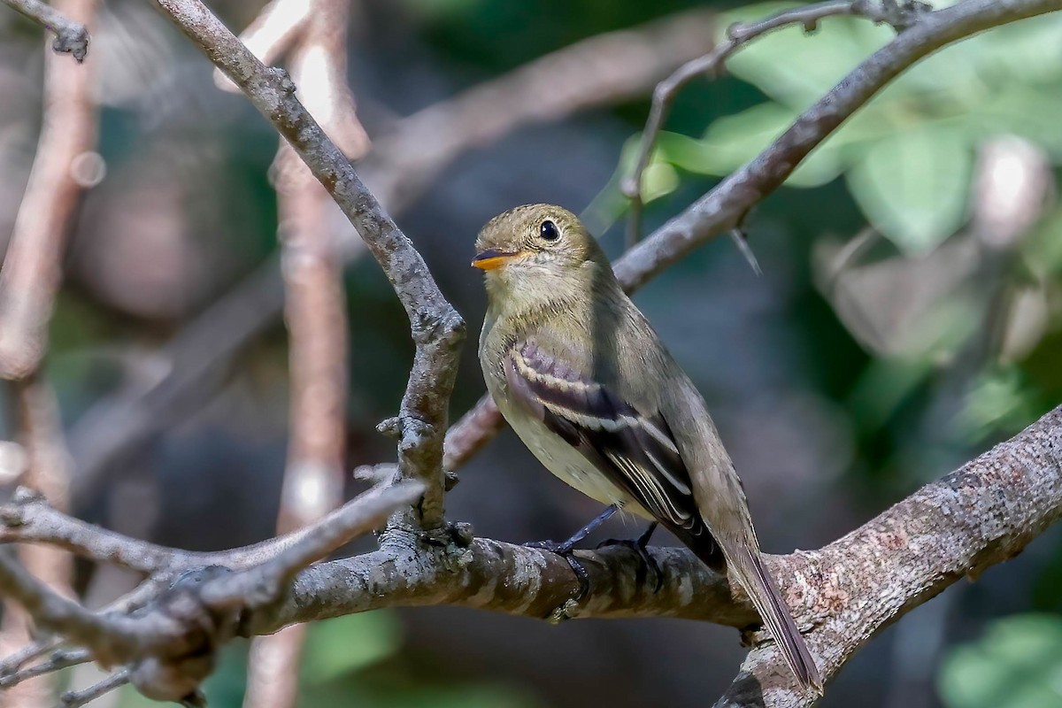 Yellow-bellied Flycatcher - ML642863887