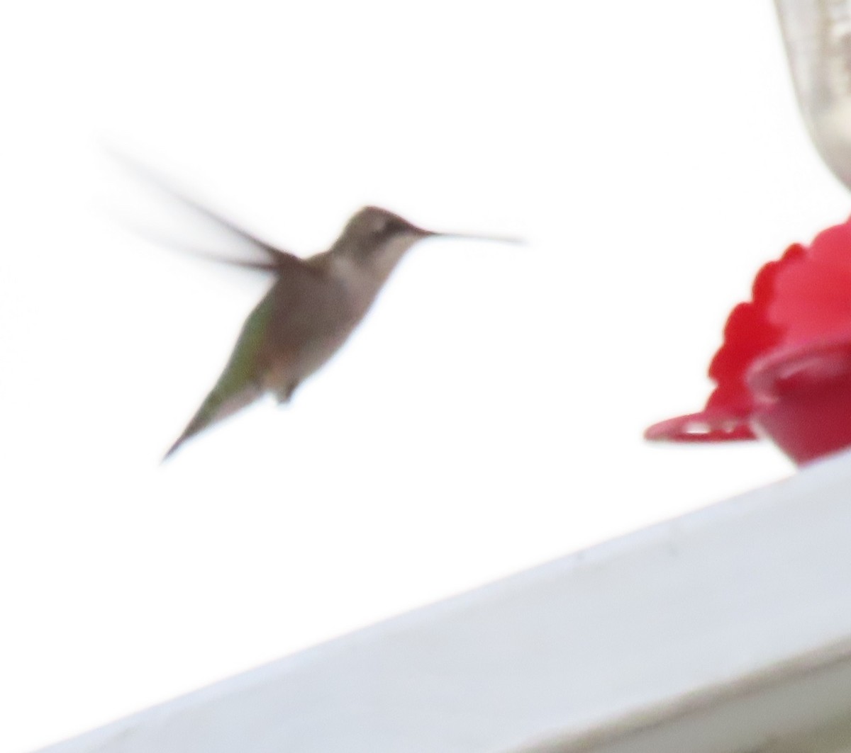 Ruby-throated Hummingbird - ML642863888
