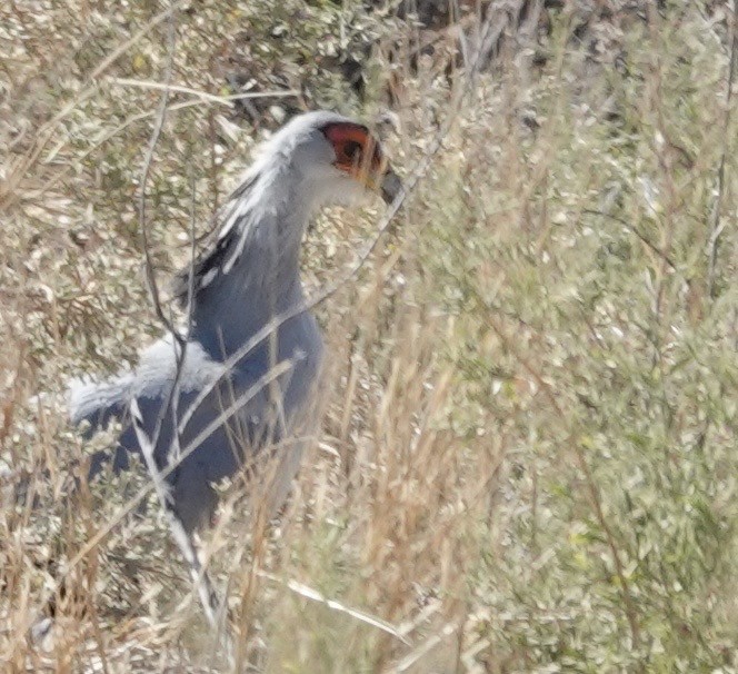 Secretarybird - ML642863894