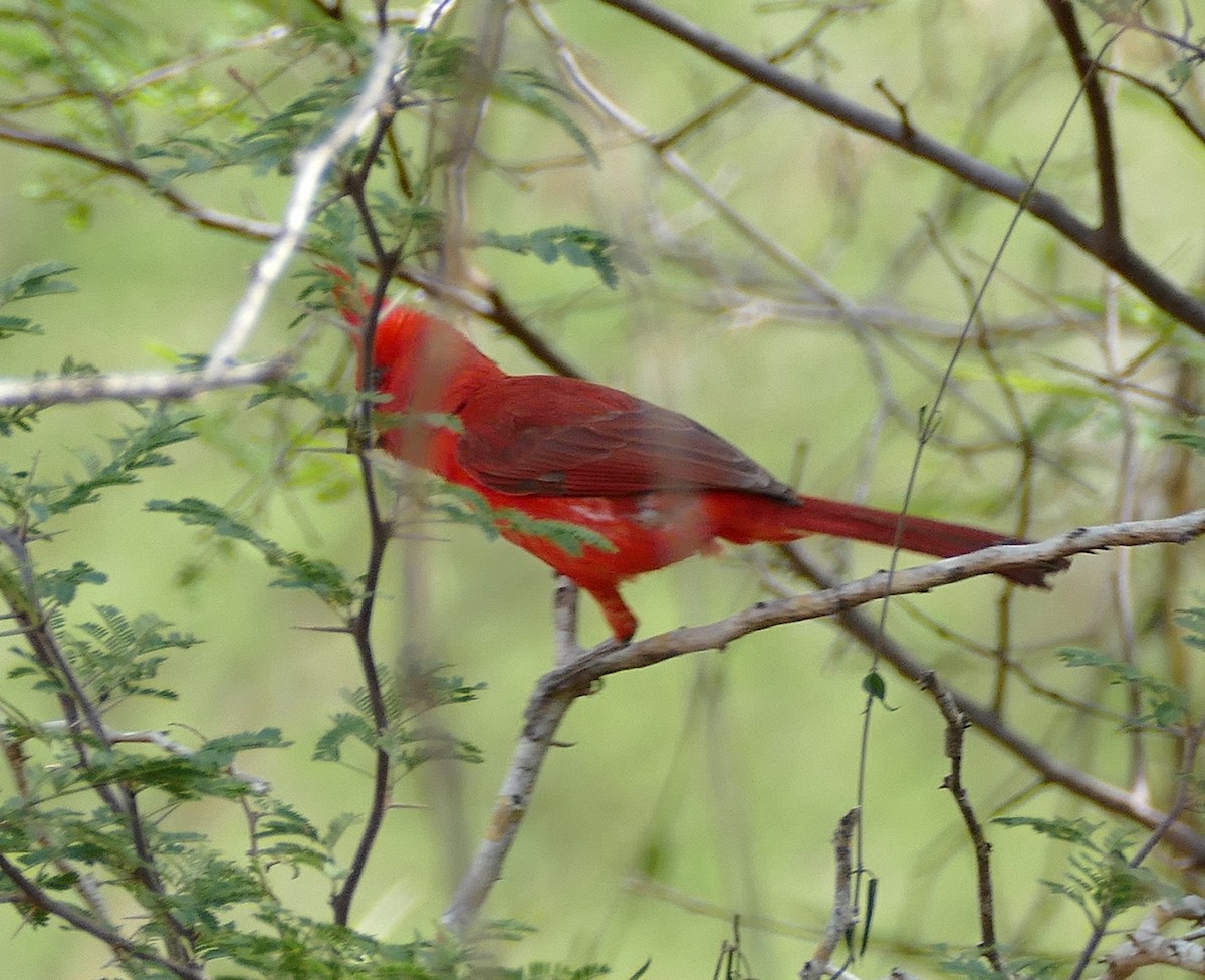 Vermilion Cardinal - ML642863896