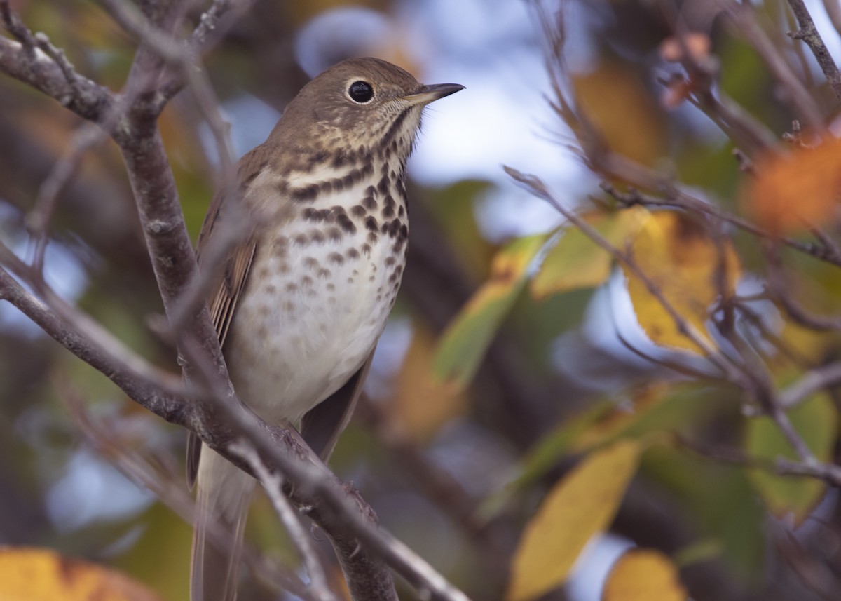 Hermit Thrush - ML642863905