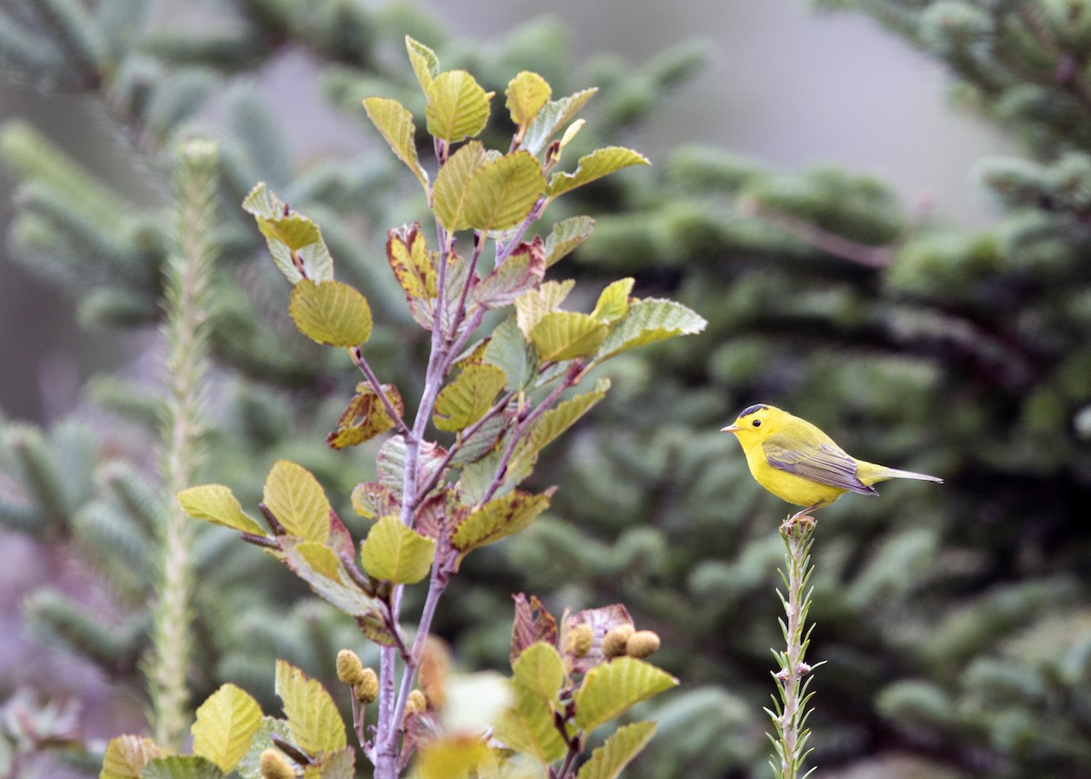 Wilson's Warbler - ML642863909