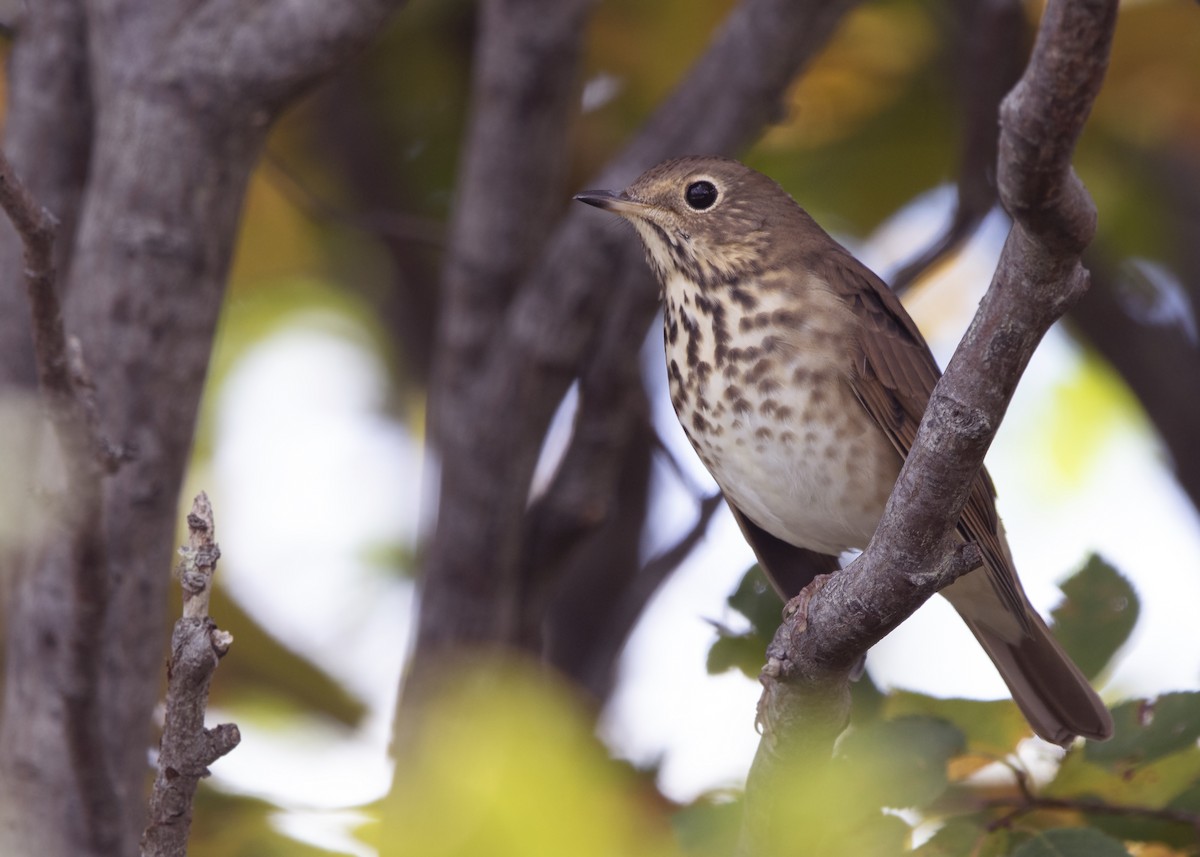 Hermit Thrush - ML642863915