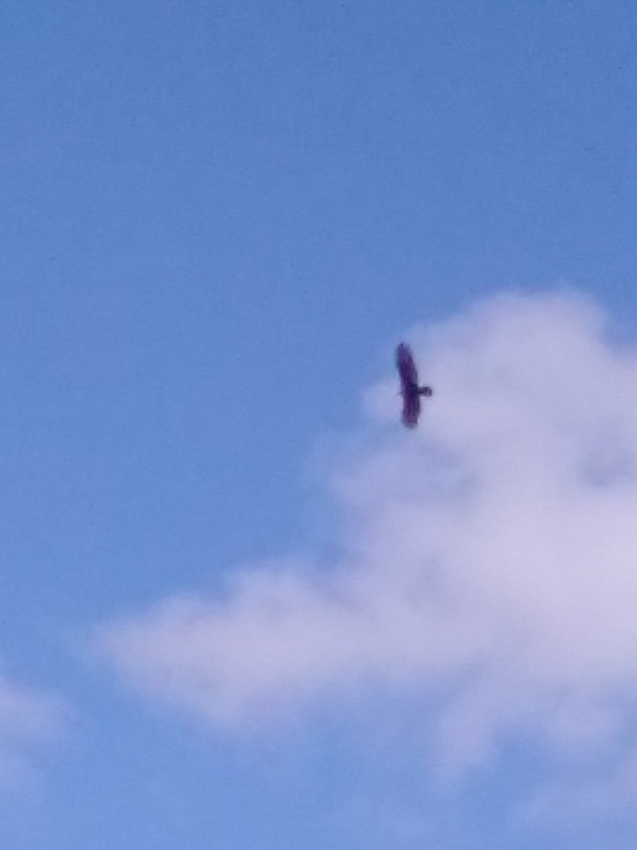 Zopilote indioilarra - ML642863918