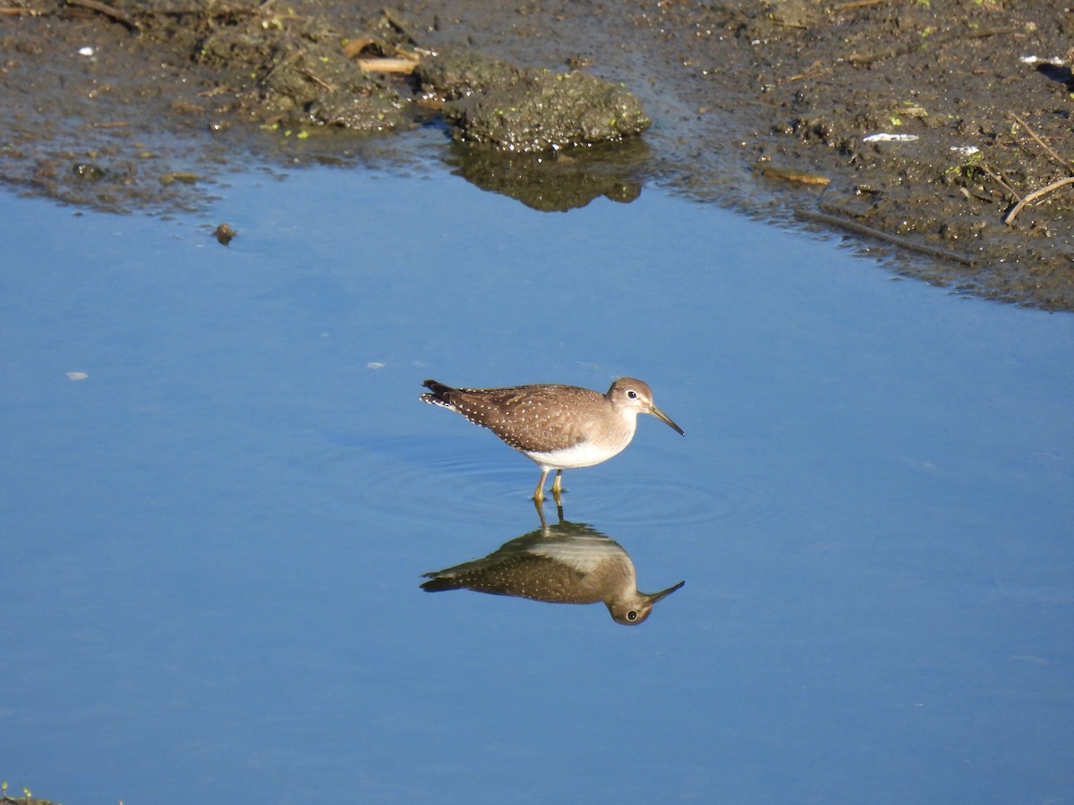 eremittsnipe - ML642863919