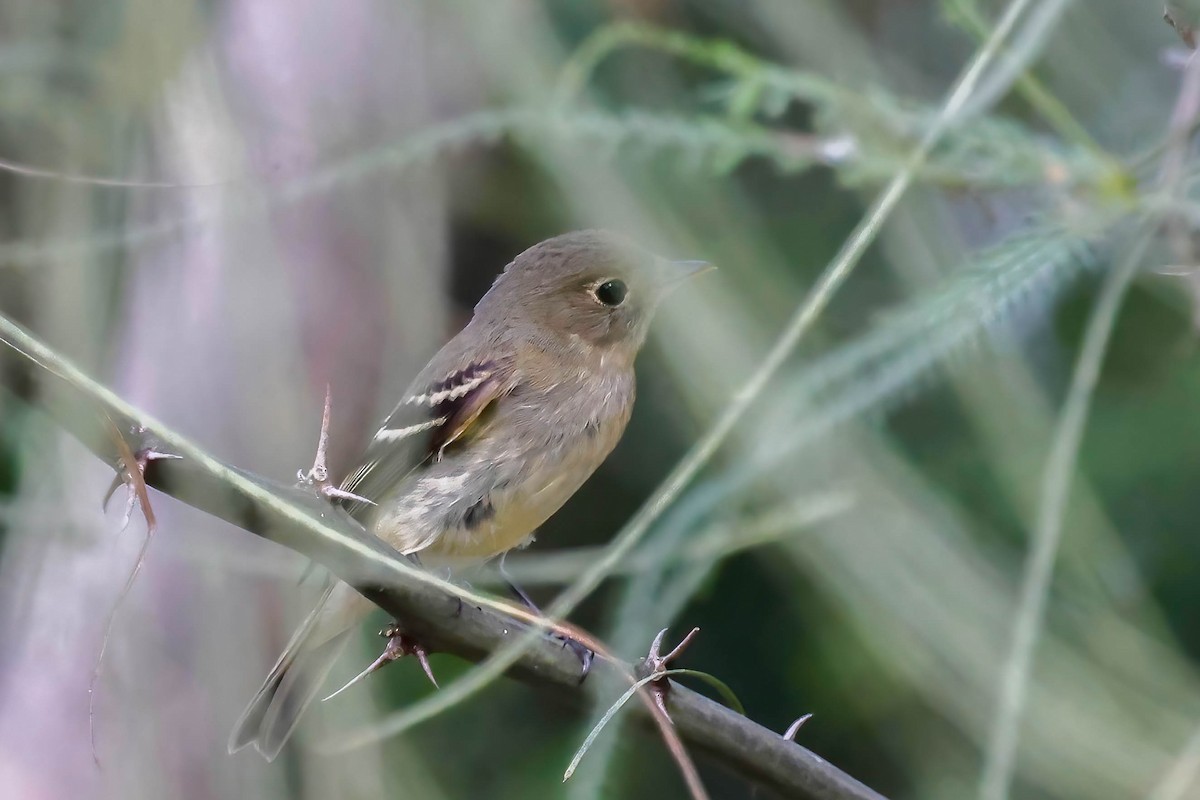 Least Flycatcher - ML642863923