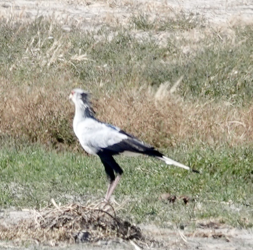 Secretarybird - ML642863928