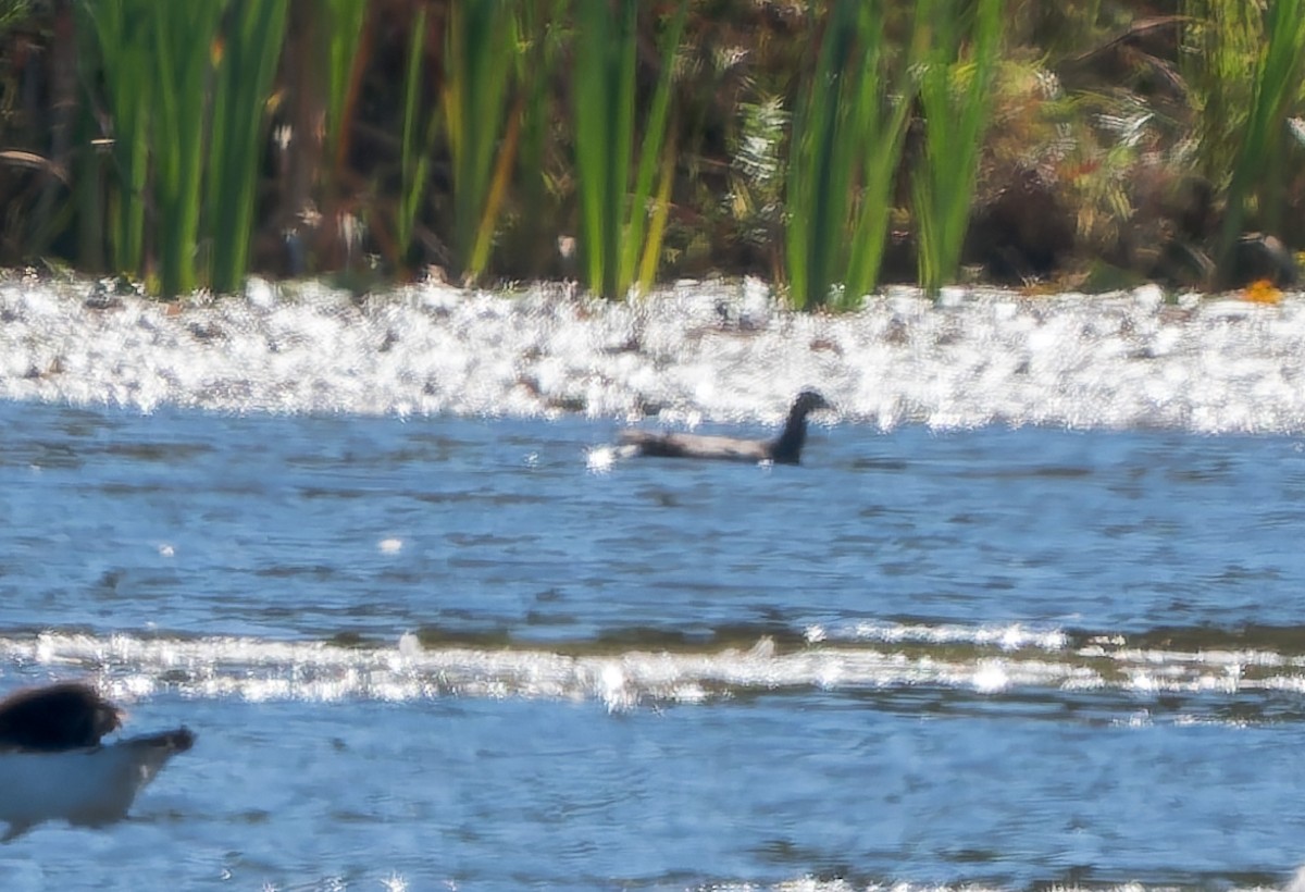 Common Gallinule - ML642863930