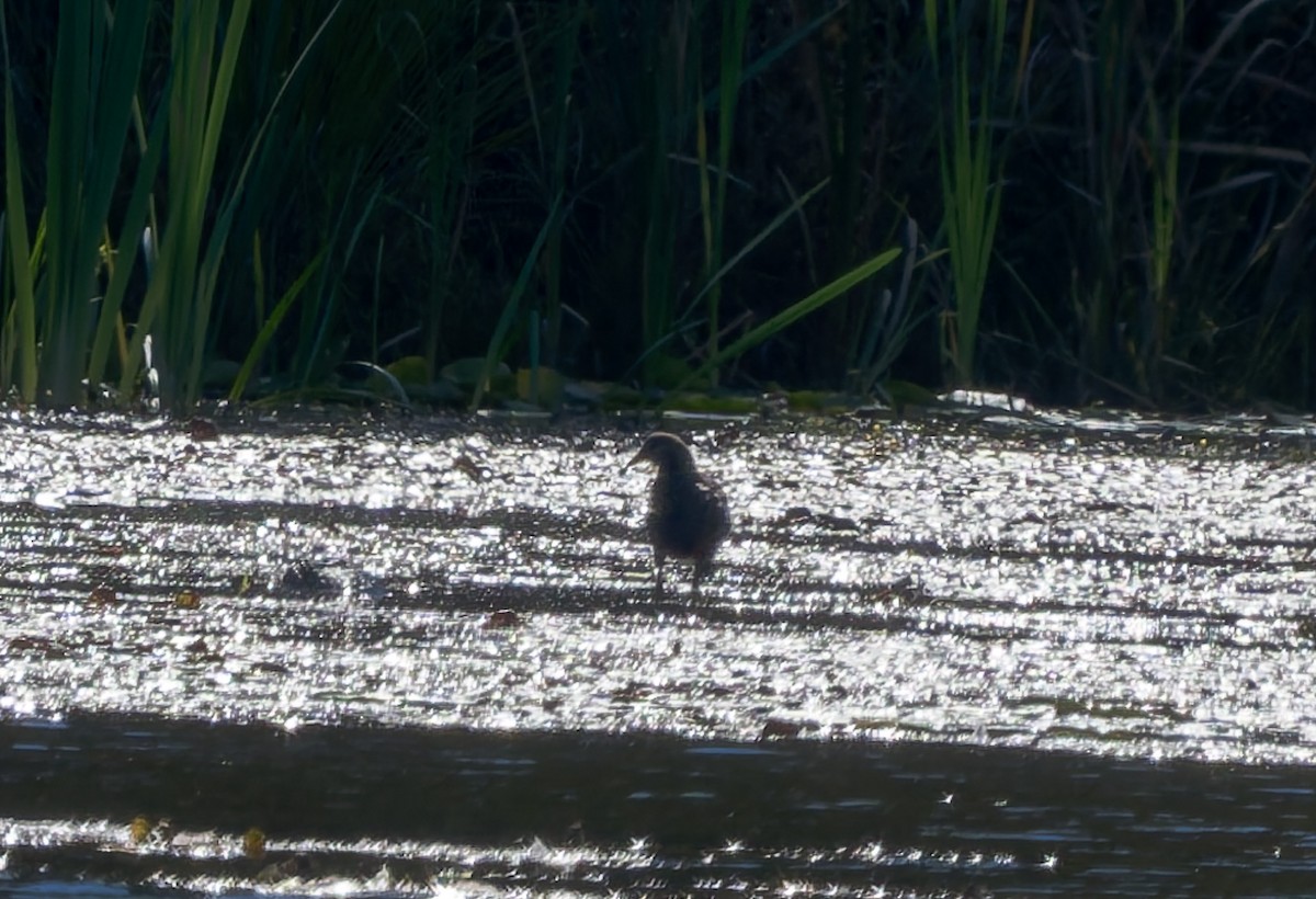 Common Gallinule - ML642863931