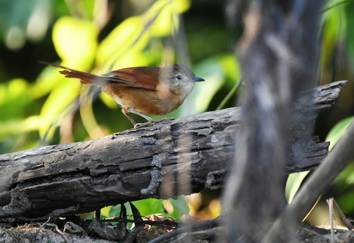 White-lored Spinetail - ML642863936