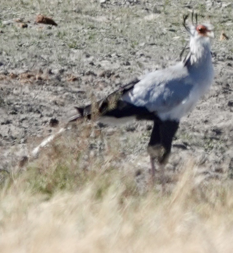 Secretarybird - ML642863940