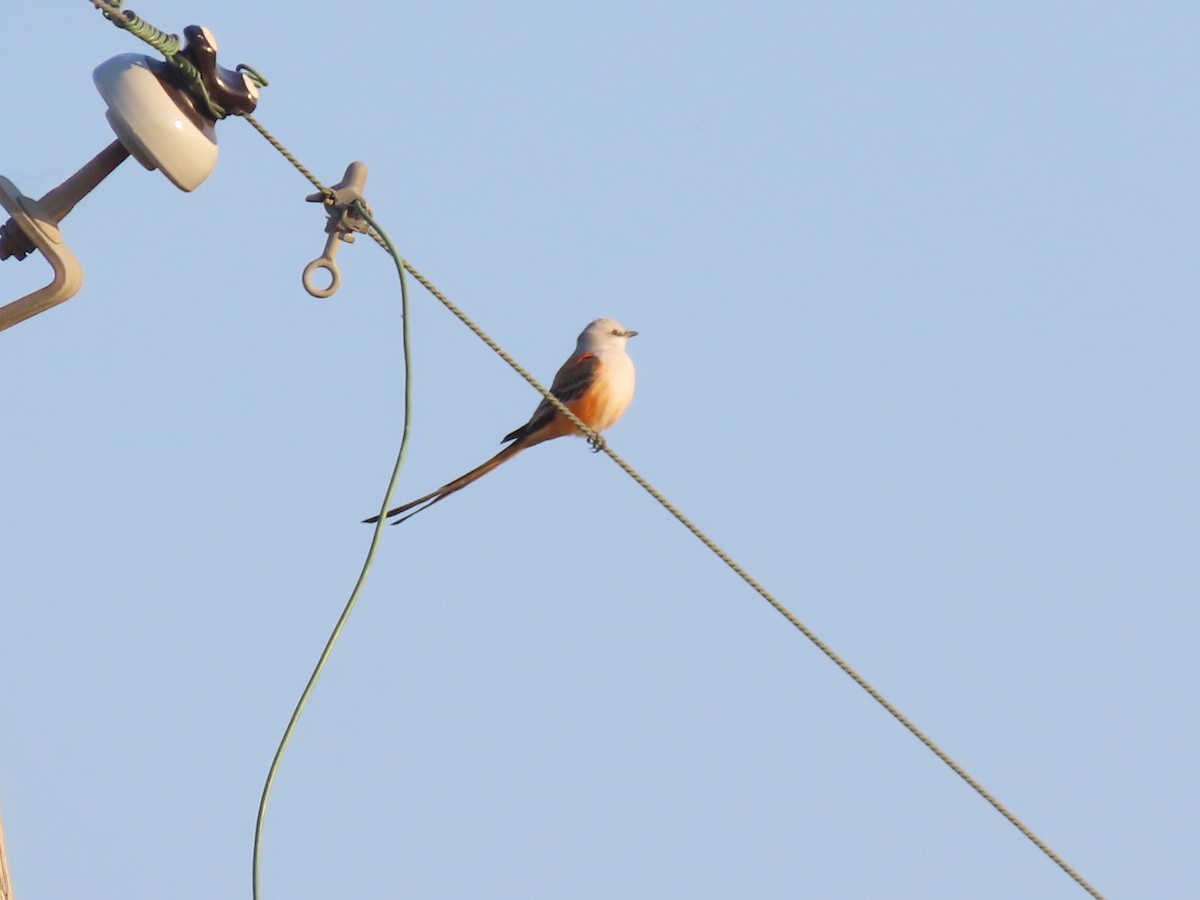 Scissor-tailed Flycatcher - ML642863943