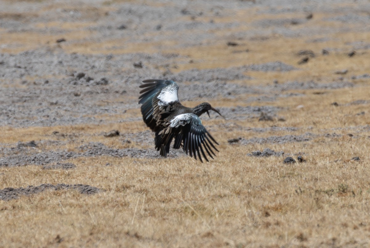 Wattled Ibis - ML642863950