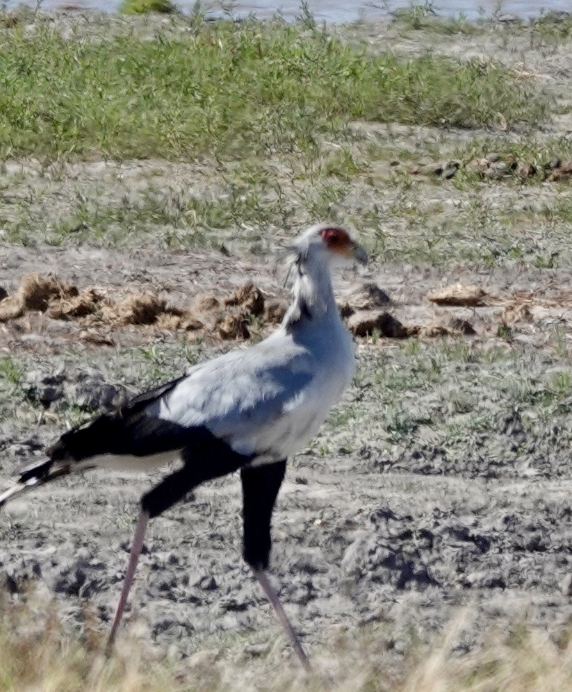 Secretarybird - ML642863955