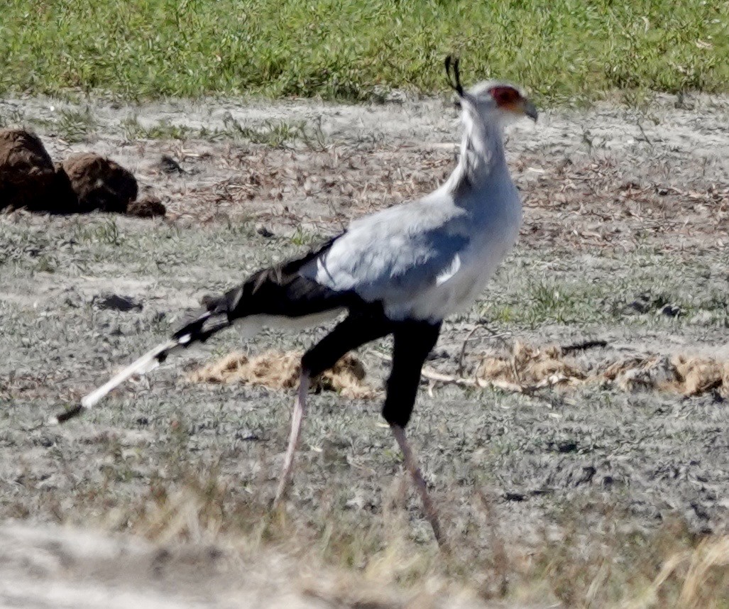 Secretarybird - ML642863962