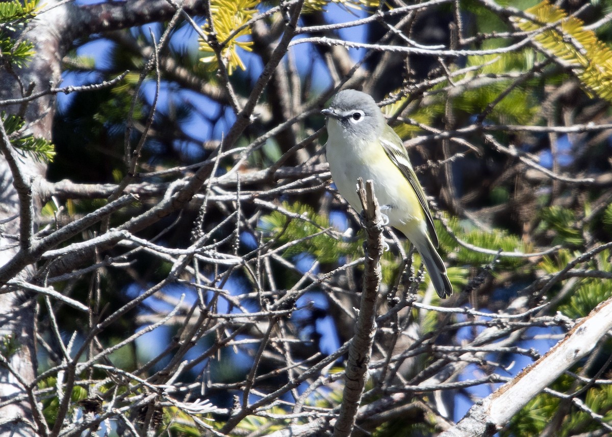 Blue-headed Vireo - ML642863963