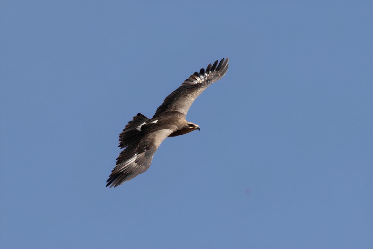 Lesser Spotted Eagle - ML642863966