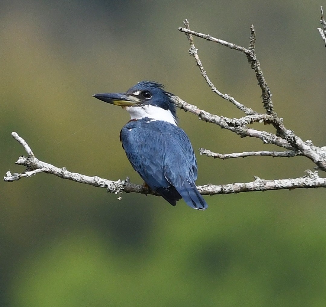 Ringed Kingfisher - ML642863967
