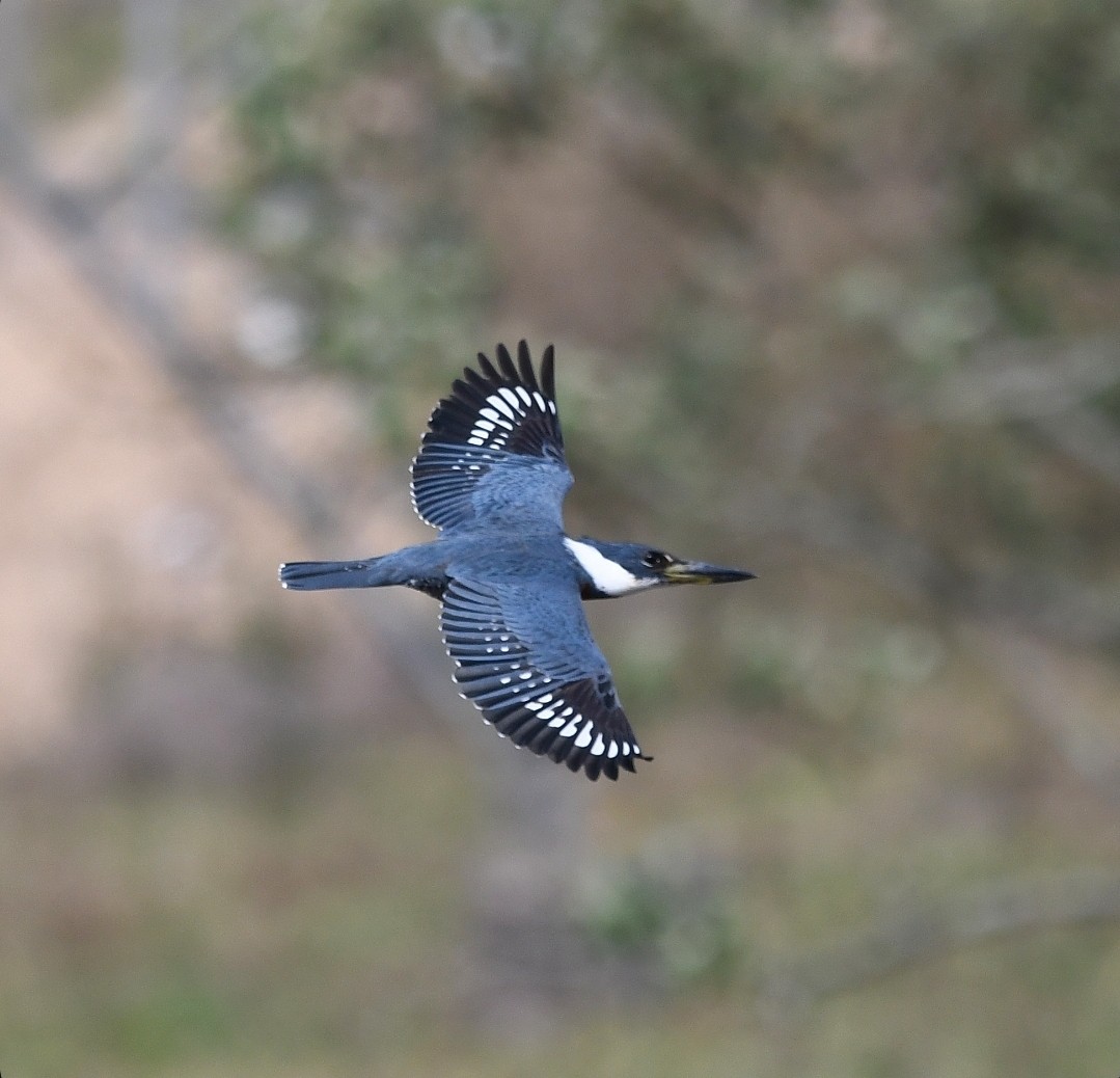 Ringed Kingfisher - ML642863969
