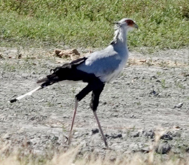 Secretarybird - ML642863982