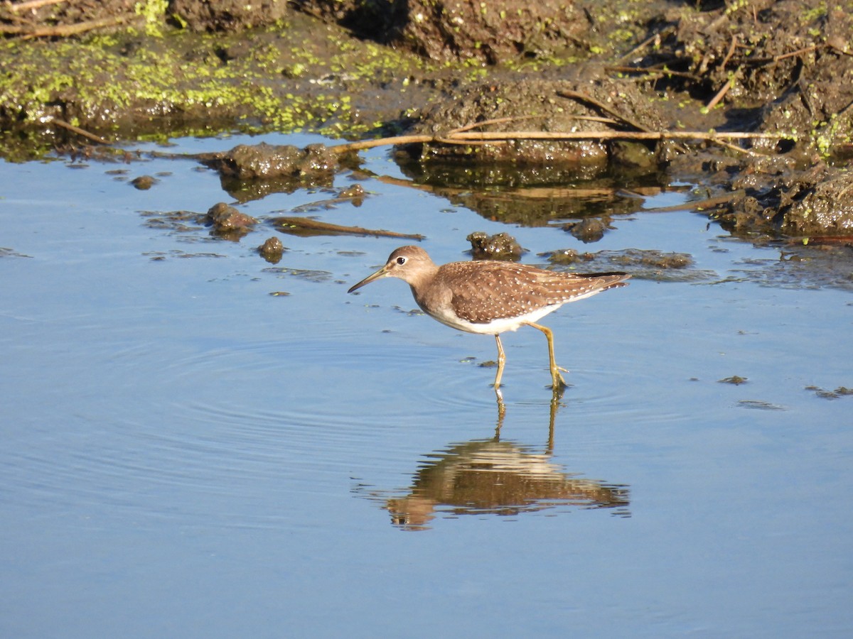 eremittsnipe - ML642863983