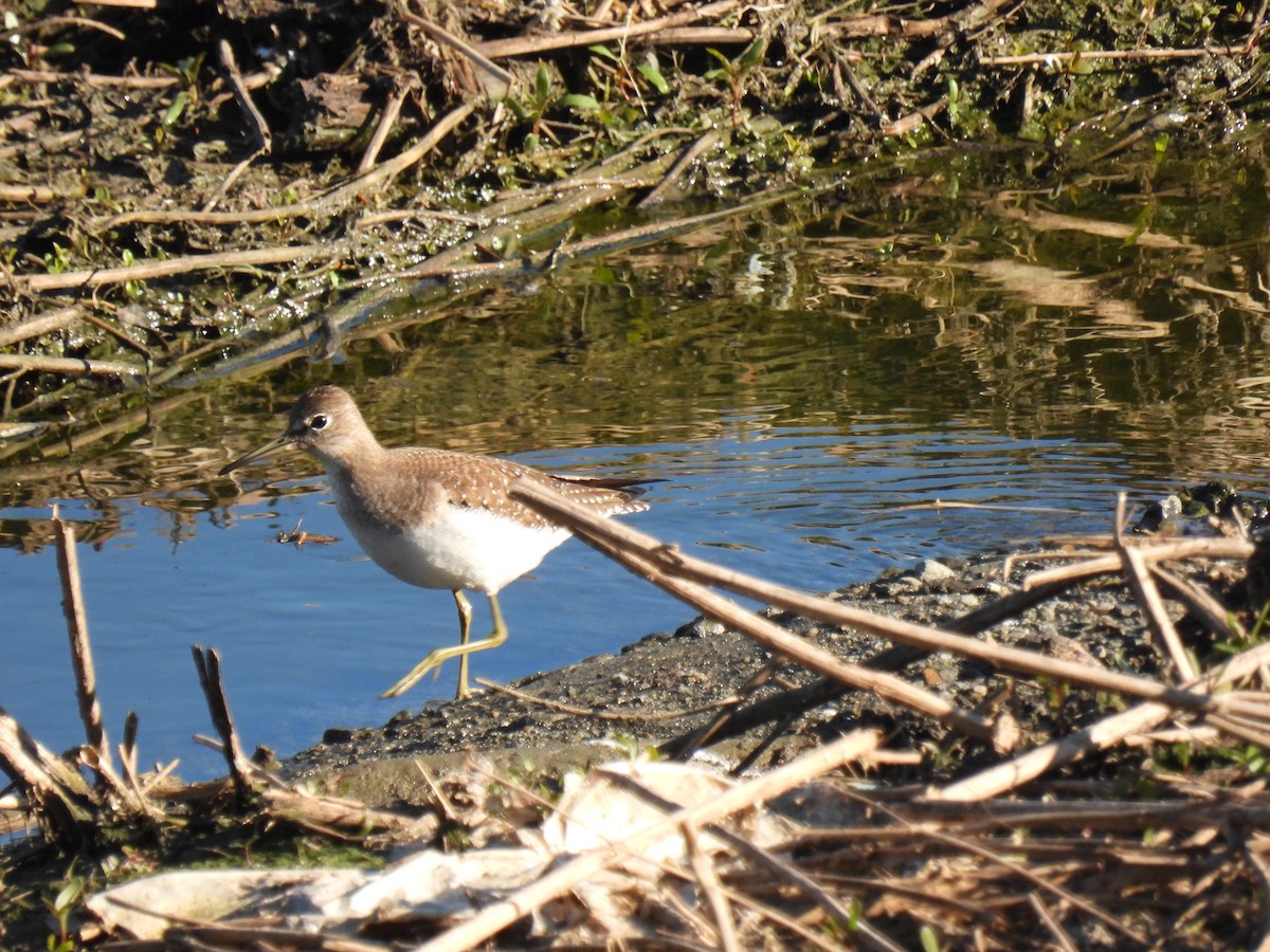 eremittsnipe - ML642863984