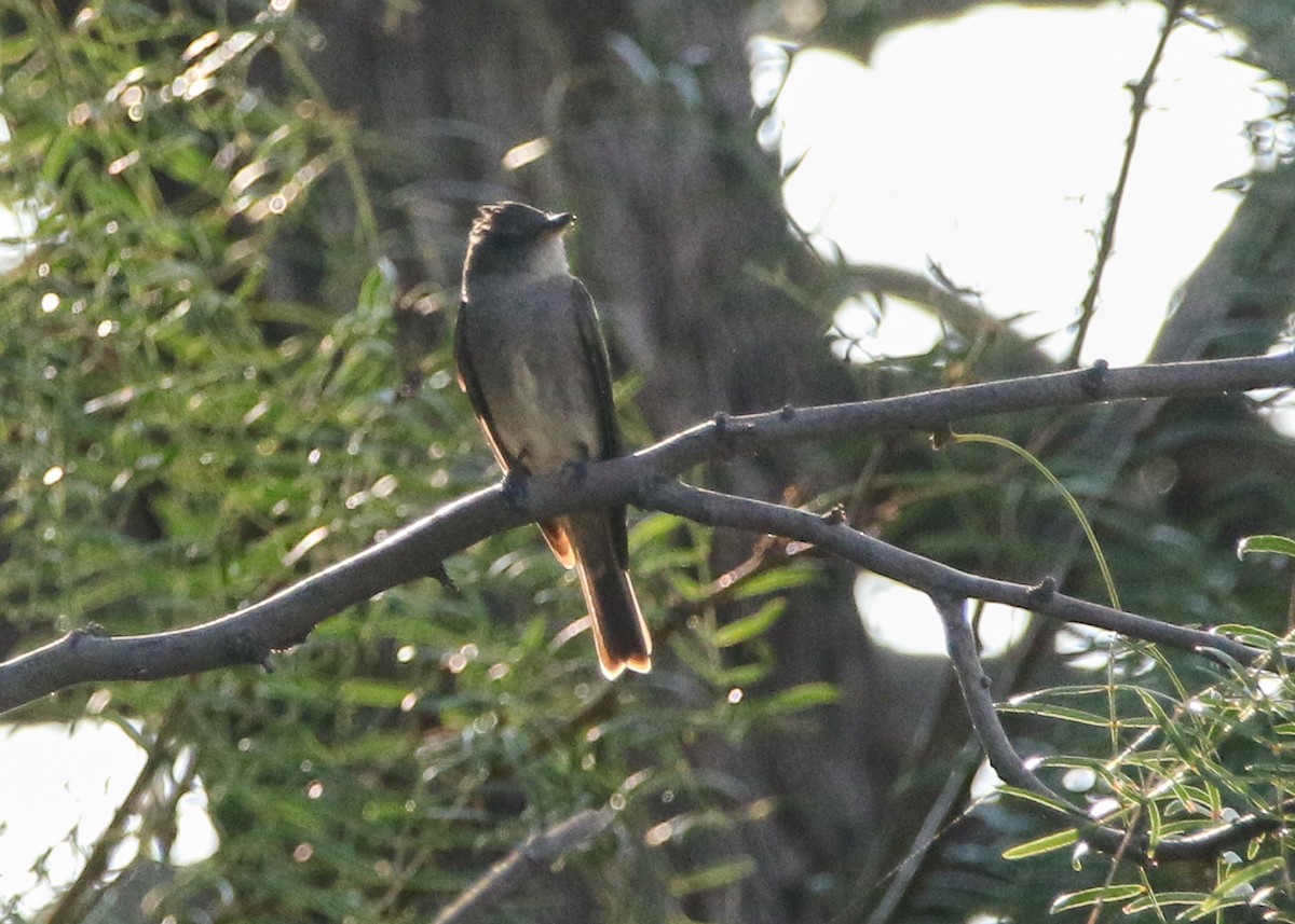 Western Wood-Pewee - ML642863995